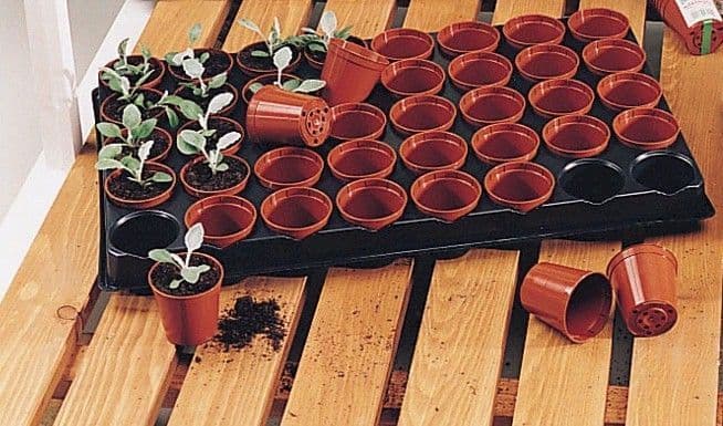 Seed and Cutting Tray